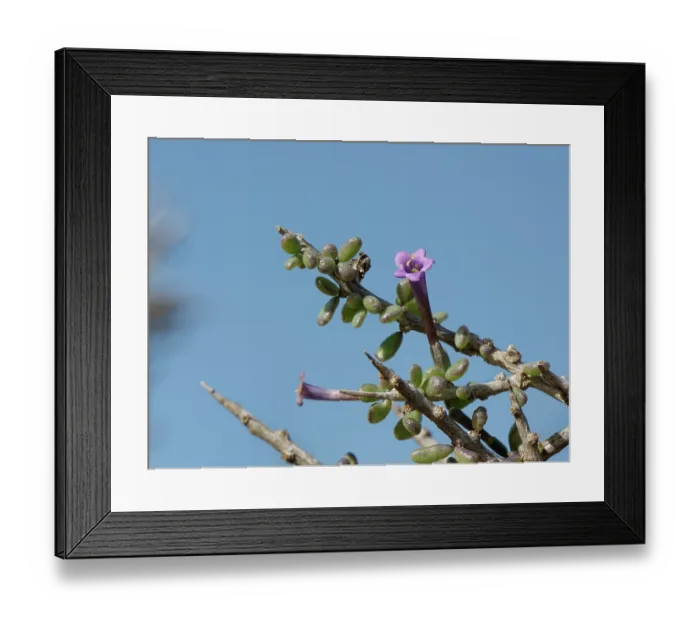 Framed Print : Southern boxthorn (Lycium intricatum) flower, Cabo de Gata-Nijar Natural Park, Almeria, Spain. March Framed Print : Southern boxthorn (Lycium intricatum) flower, Cabo de Gata-Nijar Natural Park, Almeria, Spain. March