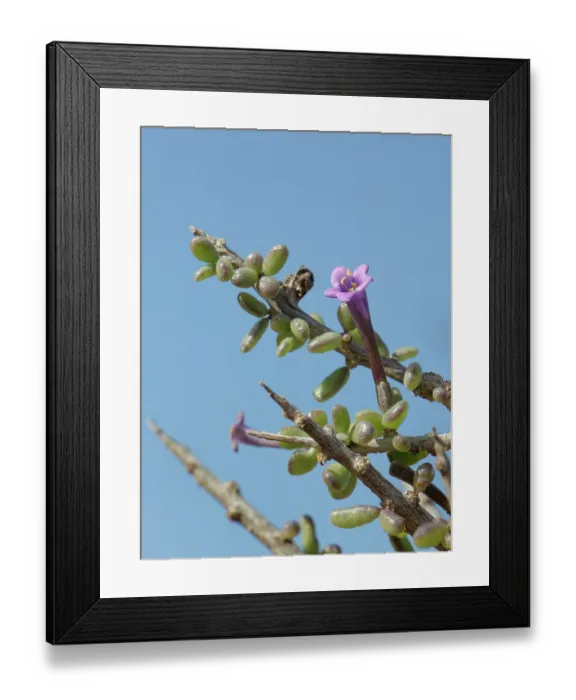 Framed Print : Southern boxthorn (Lycium intricatum) flower, Cabo de Gata-Nijar Natural Park, Almeria, Spain. March