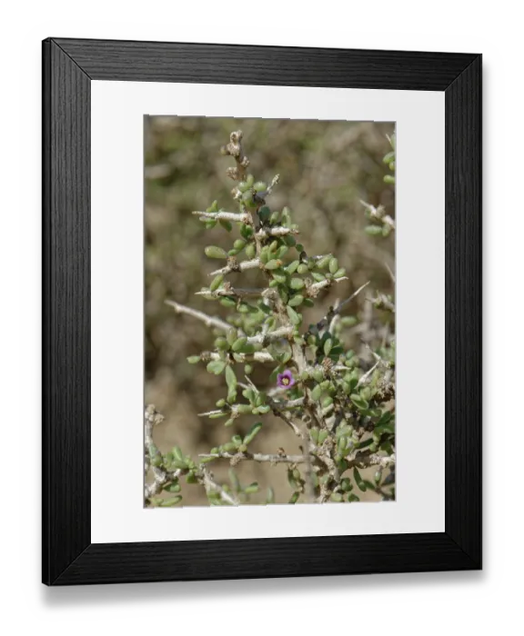 Framed Print : Southern boxthorn (Lycium intricatum) flower, fleshy leaves and spines, Cabo de Gata-Nijar Natural Park, Almeria, Spain. March Framed Print : Southern boxthorn (Lycium intricatum) flower, fleshy leaves and spines, Cabo de Gata-Nijar Natural Park, Almeria, Spain. March