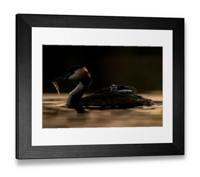 Framed Print : Great crested grebe (Podiceps cristatus) feeding fish to chick, Valkenhorst Nature Reserve, The Netherlands. May Framed Print : Great crested grebe (Podiceps cristatus) feeding fish to chick, Valkenhorst Nature Reserve, The Netherlands. May