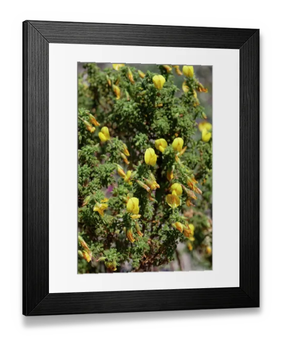 Framed Print : Bush restharrow (Ononis natrix ramosissima) flowering on coastal sand dunes, Cabo de Gata-Nijar Natural Park, Almeria, Spain. March Framed Print : Bush restharrow (Ononis natrix ramosissima) flowering on coastal sand dunes, Cabo de Gata-Nijar Natural Park, Almeria, Spain. March