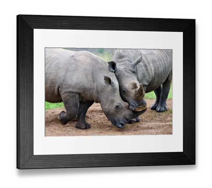 Framed Print : Two White rhinoceros (Ceratotherium simum) males, play fighting, Akagera National Park, Rwanda Framed Print : Two White rhinoceros (Ceratotherium simum) males, play fighting, Akagera National Park, Rwanda