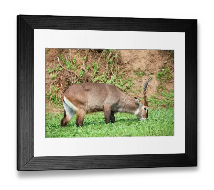 Framed Print : Defassa waterbuck (Kobus ellipsiprymnus defassa) male, feeding in swamp. Akagera National Park, Rwanda Framed Print : Defassa waterbuck (Kobus ellipsiprymnus defassa) male, feeding in swamp. Akagera National Park, Rwanda
