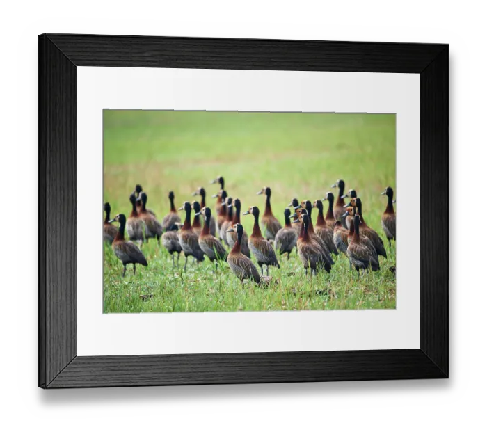 Framed Print : White-faced whistling-ducks (Dendrocygna viduata) flock, in grassland, Akagera National Park, Rwanda