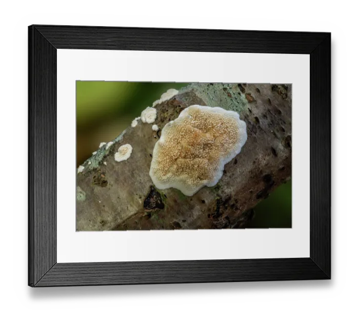 Framed Print : Toothed crust fungus (Basidioradulum radula) growing on a decaying branch, Loughgall Country Park, County Armagh, Northern Ireland, UK. November Framed Print : Toothed crust fungus (Basidioradulum radula) growing on a decaying branch, Loughgall Country Park, County Armagh, Northern Ireland, UK. November