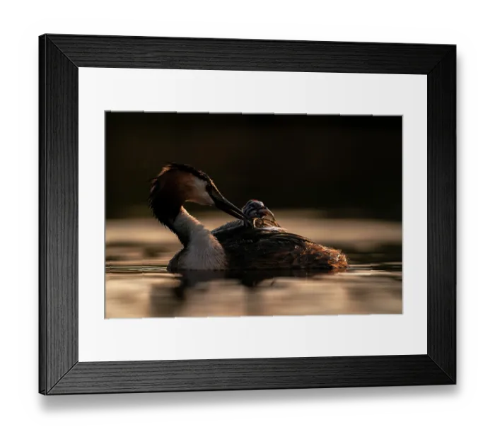 Framed Print : Great crested grebe (Podiceps cristatus) feeding fish to chick, Valkenhorst Nature Reserve, The Netherlands. May