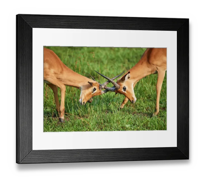 Framed Print : Two Impala (Aepyceros melampus) juvenile males, play fighting, Akagera National Park, Rwanda Framed Print : Two Impala (Aepyceros melampus) juvenile males, play fighting, Akagera National Park, Rwanda