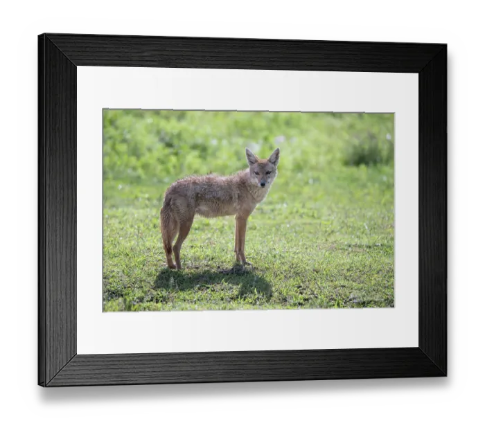 Framed Print : African wolf (Canis lupaster) female, portrait, Ngorongoro Crater, Tanzania