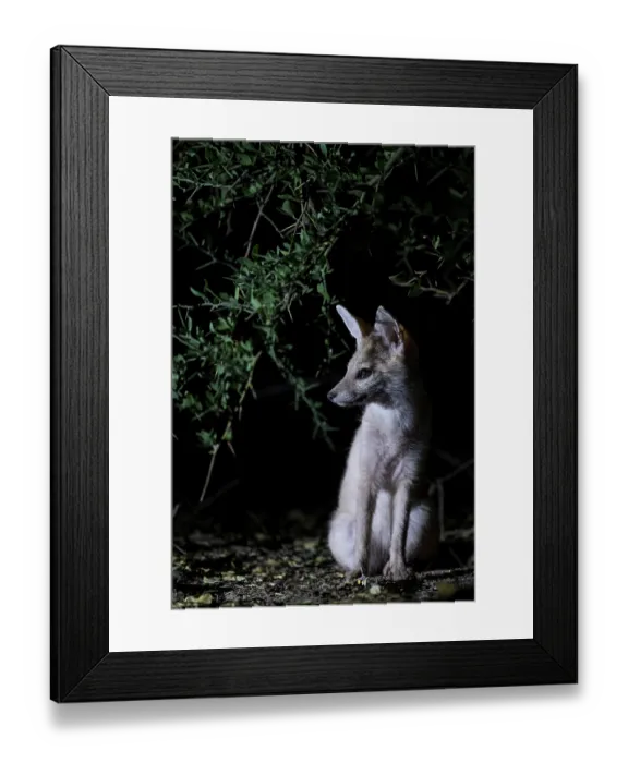 Framed Print : Pallid fox (Vulpes pallida) portrait, in the Sahel of Zakouma National Park, Chad Framed Print : Pallid fox (Vulpes pallida) portrait, in the Sahel of Zakouma National Park, Chad