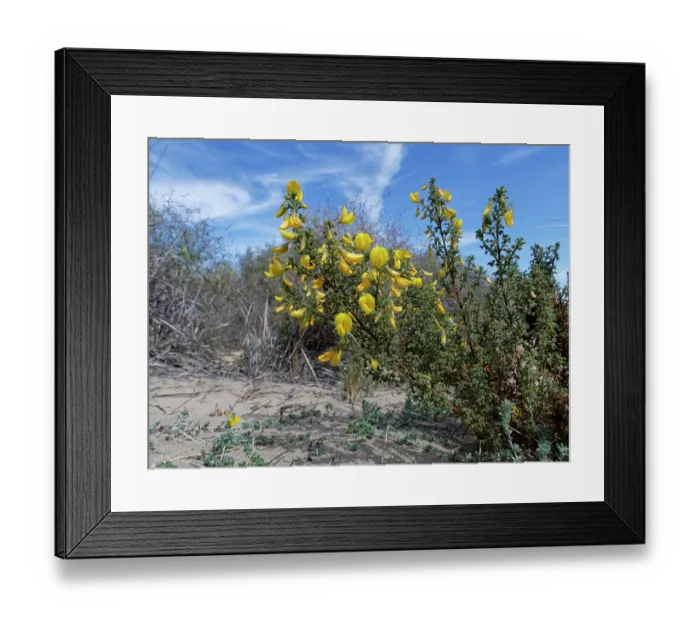 Framed Print : Bush restharrow (Ononis natrix ramosissima) flowering on coastal sand dunes, Cabo de Gata-Nijar Natural Park, Almeria, Spain. March Framed Print : Bush restharrow (Ononis natrix ramosissima) flowering on coastal sand dunes, Cabo de Gata-Nijar Natural Park, Almeria, Spain. March