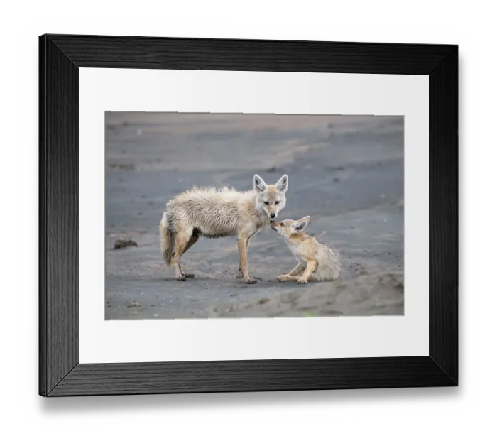 Framed Print : African wolf (Canis lupaster) female with pup, portrait, Ngorongoro Crater, Tanzania Framed Print : African wolf (Canis lupaster) female with pup, portrait, Ngorongoro Crater, Tanzania