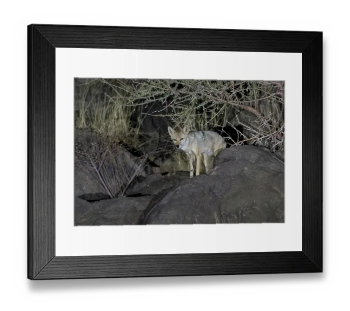 Framed Print : African wolf (Canis lupaster) standing on rocks at night, Ngorongoro Crater, Tanzania Framed Print : African wolf (Canis lupaster) standing on rocks at night, Ngorongoro Crater, Tanzania