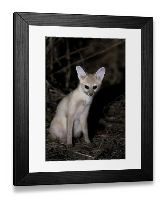 Framed Print : Pallid fox (Vulpes pallida) portrait, in the Sahel of Zakouma National Park, Chad Framed Print : Pallid fox (Vulpes pallida) portrait, in the Sahel of Zakouma National Park, Chad
