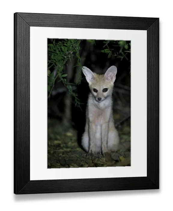 Framed Print : Pallid fox (Vulpes pallida) portrait, in the Sahel of Zakouma National Park, Chad Framed Print : Pallid fox (Vulpes pallida) portrait, in the Sahel of Zakouma National Park, Chad