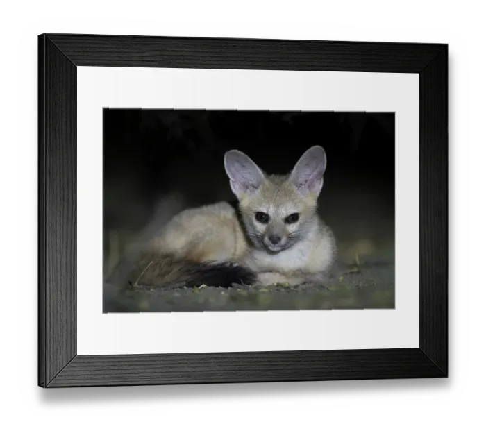 Framed Print : Pallid fox (Vulpes pallida) resting at night in the Sahel of Zakouma National Park, Chad