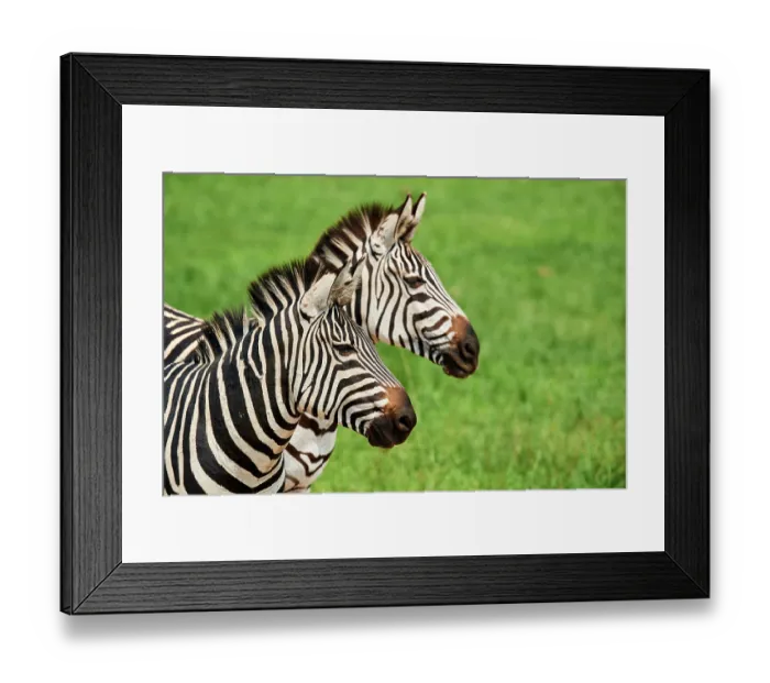 Framed Print : Two Burchell's zebras (Equus quagga burchellii) head portrait, Akagera National Park, Rwanda Framed Print : Two Burchell's zebras (Equus quagga burchellii) head portrait, Akagera National Park, Rwanda