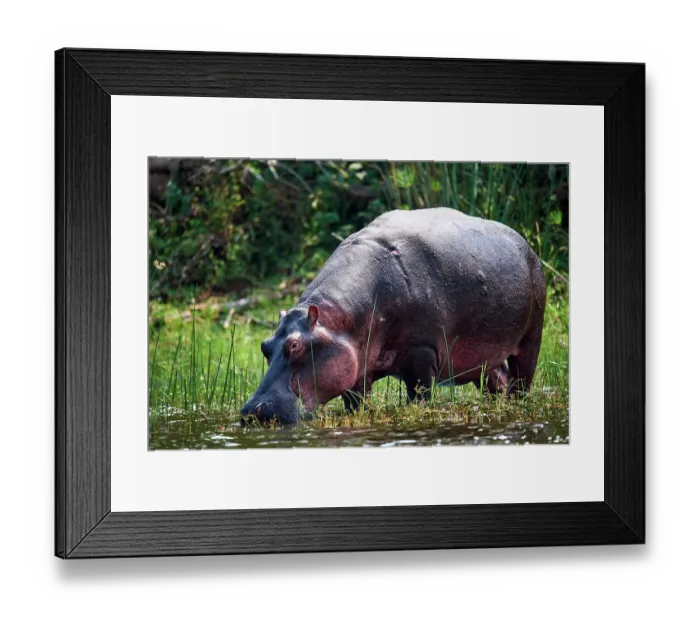 Framed Print : Hippopotamus (Hippopotamus amphibius) grazing in the swamp, Akagera National Park, Rwanda Framed Print : Hippopotamus (Hippopotamus amphibius) grazing in the swamp, Akagera National Park, Rwanda