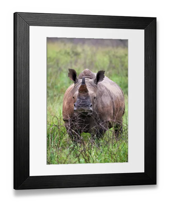 Framed Print : White rhinoceros (Ceratotherium simum) male, portrait, Akagera National Park, Rwanda Framed Print : White rhinoceros (Ceratotherium simum) male, portrait, Akagera National Park, Rwanda