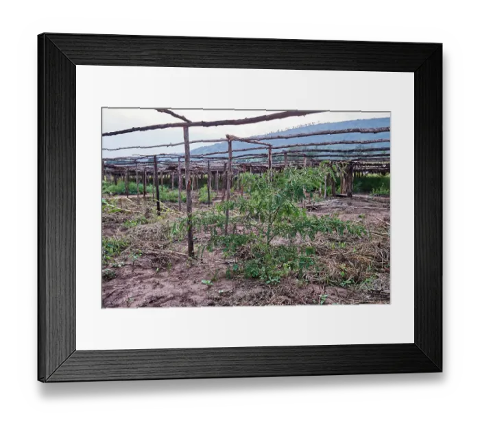 Framed Print : Acacia (Acacia sp.) tree in a tree nursery dedicated to reforestation and extending the Akagera National Park, Rwanda Framed Print : Acacia (Acacia sp.) tree in a tree nursery dedicated to reforestation and extending the Akagera National Park, Rwanda
