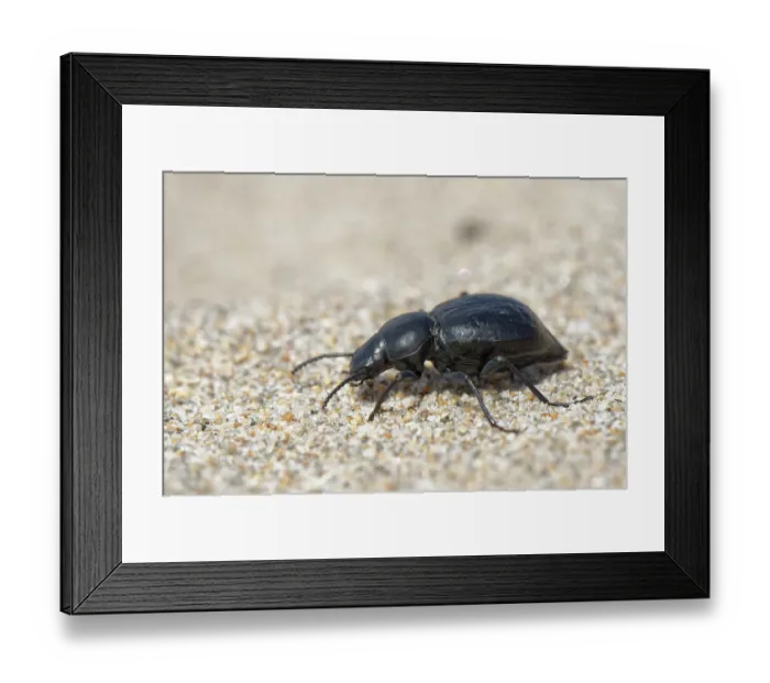 Framed Print : Darkling beetle (Tentyria sp.) foraging on coastal sand dunes, Cabo de Gata-Nijar Natural Park, Almeria, Spain. March Framed Print : Darkling beetle (Tentyria sp.) foraging on coastal sand dunes, Cabo de Gata-Nijar Natural Park, Almeria, Spain. March
