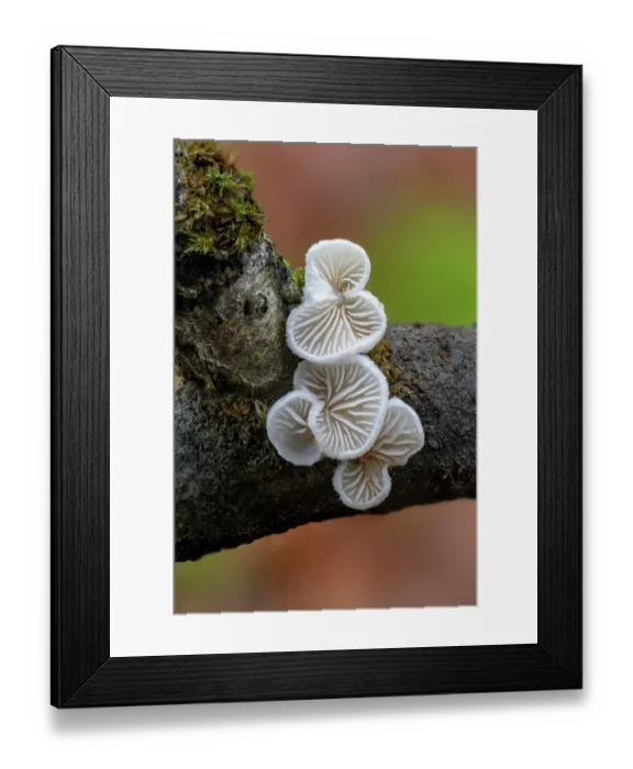 Framed Print : Variable oysterling (Crepidotus variabilis) growing on fallen branch, Brantry Wood, Country Tyrone, Northern Ireland, UK. December Framed Print : Variable oysterling (Crepidotus variabilis) growing on fallen branch, Brantry Wood, Country Tyrone, Northern Ireland, UK. December