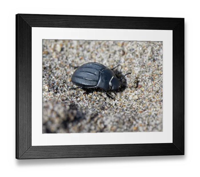Framed Print : Darkling beetle (Pimelia rotundata) walking on sand dunes, Playa de Monsul, Cabo de Gata-Nijar Natural Park, Almeria, Spain. March Framed Print : Darkling beetle (Pimelia rotundata) walking on sand dunes, Playa de Monsul, Cabo de Gata-Nijar Natural Park, Almeria, Spain. March
