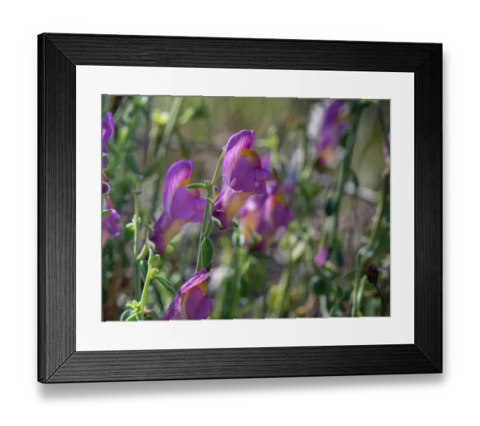 Framed Print : Cabo de Gata snapdragon (Antirrhinum charidemi) clump flowering, Cabo de Gata-Nijar Natural Park, Almeria, Spain. March Framed Print : Cabo de Gata snapdragon (Antirrhinum charidemi) clump flowering, Cabo de Gata-Nijar Natural Park, Almeria, Spain. March