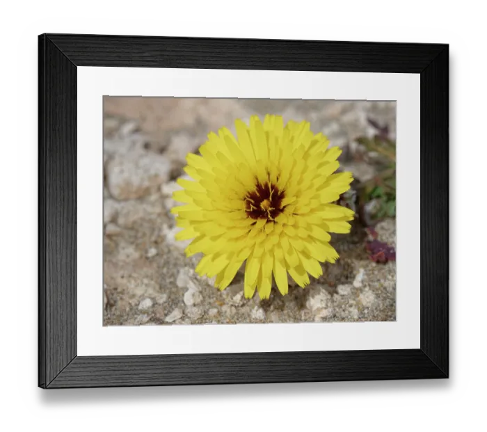 Framed Print : False sow thistle (Reichardia tingitana) flowering on arid coastal ground behind a beach, Cabo de Gata-Nijar Natural Park, Almeria, Spain. March Framed Print : False sow thistle (Reichardia tingitana) flowering on arid coastal ground behind a beach, Cabo de Gata-Nijar Natural Park, Almeria, Spain. March