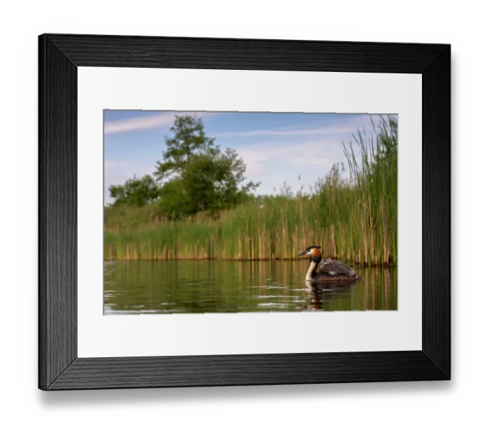 Framed Print : Great crested grebe (Podiceps cristatus) on water carrying chick on its back, Valkenhorst Nature Reserve, The Netherlands. May Framed Print : Great crested grebe (Podiceps cristatus) on water carrying chick on its back, Valkenhorst Nature Reserve, The Netherlands. May