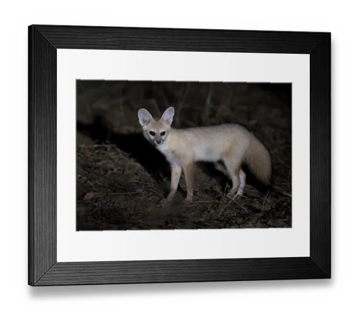 Framed Print : Pallid fox (Vulpes pallida) portrait, in the Sahel of Zakouma National Park, Chad Framed Print : Pallid fox (Vulpes pallida) portrait, in the Sahel of Zakouma National Park, Chad