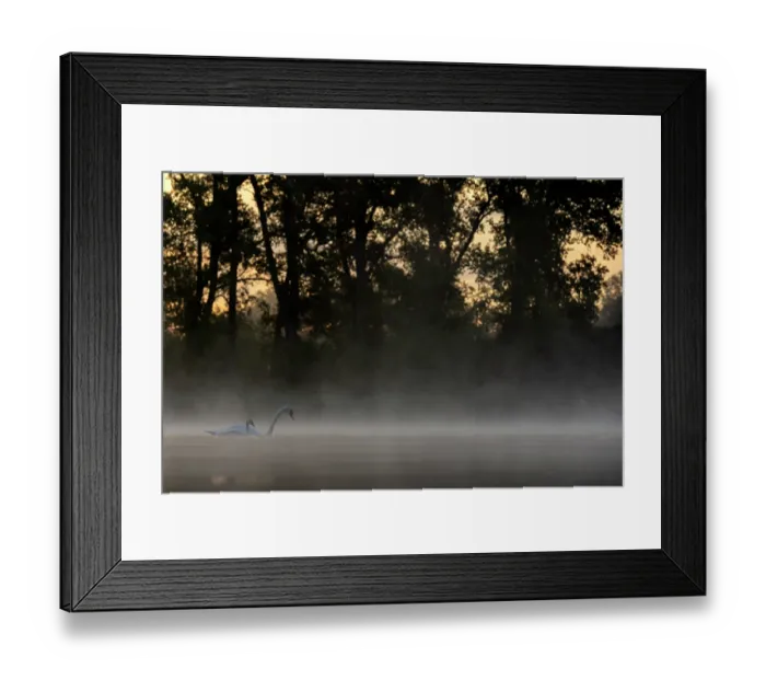 Framed Print : Mute swan (Cygnus olor) with cygnet on water on a misty morning, Valkenhorst Nature Reserve, The Netherlands. July Framed Print : Mute swan (Cygnus olor) with cygnet on water on a misty morning, Valkenhorst Nature Reserve, The Netherlands. July