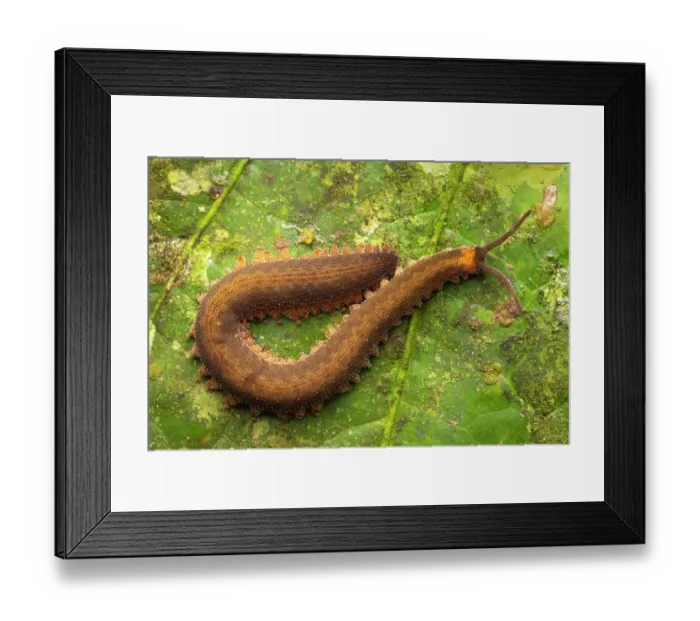 Framed Print : Velvet worm (Peripatidae) resting on leaf, Yasuní National Park, Amazonian Ecuador Framed Print : Velvet worm (Peripatidae) resting on leaf, Yasuní National Park, Amazonian Ecuador