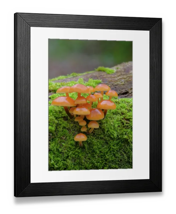 Framed Print : Velvet shank (Flammulina velutipes) growing on moss-covered fallen tree, Gosford Forest Park, County Armagh, Northern Ireland, UK. December Framed Print : Velvet shank (Flammulina velutipes) growing on moss-covered fallen tree, Gosford Forest Park, County Armagh, Northern Ireland, UK. December