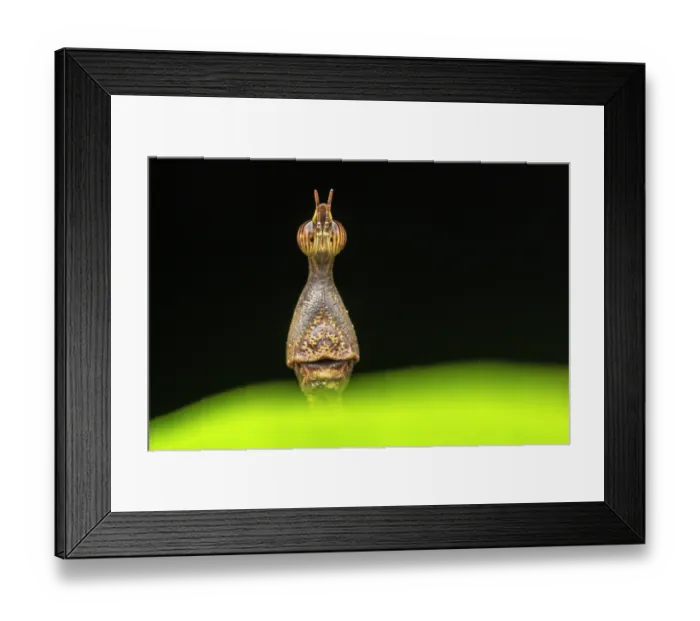 Framed Print : Jumping stick grasshopper (Proscopiidae) mimicking a stick insect, head portrait, Yasuní National Park, Amazonian Ecuador Framed Print : Jumping stick grasshopper (Proscopiidae) mimicking a stick insect, head portrait, Yasuní National Park, Amazonian Ecuador