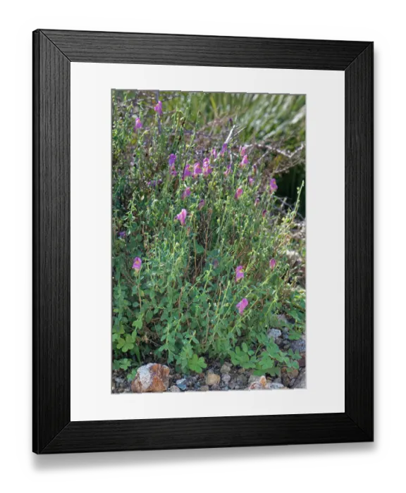 Framed Print : Cabo de Gata snapdragon (Antirrhinum charidemi) clump flowering, Cabo de Gata-Nijar Natural Park, Almeria, Spain. March Framed Print : Cabo de Gata snapdragon (Antirrhinum charidemi) clump flowering, Cabo de Gata-Nijar Natural Park, Almeria, Spain. March