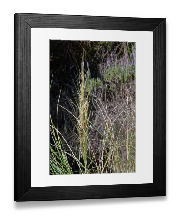Framed Print : Esparto grass (Macrochloa tenacissima) flowerhead, Cabo de Gata-Nijar Natural Park, Almeria, Spain. March