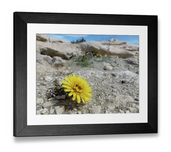 Framed Print : False sow thistle (Reichardia tingitana) flowering on arid coastal ground behind a beach, Cabo de Gata-Nijar Natural Park, Almeria, Spain. March Framed Print : False sow thistle (Reichardia tingitana) flowering on arid coastal ground behind a beach, Cabo de Gata-Nijar Natural Park, Almeria, Spain. March