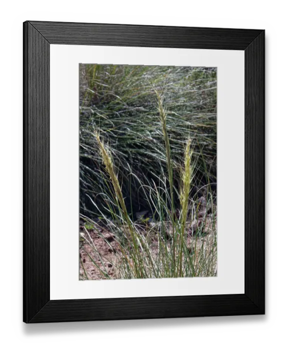 Framed Print : Esparto grass (Macrochloa tenacissima) flowerhead, Cabo de Gata-Nijar Natural Park, Almeria, Spain. March Framed Print : Esparto grass (Macrochloa tenacissima) flowerhead, Cabo de Gata-Nijar Natural Park, Almeria, Spain. March