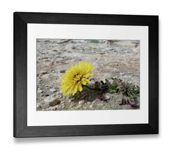 Framed Print : False sow thistle (Reichardia tingitana) flowering on arid coastal ground behind a beach, Cabo de Gata-Nijar Natural Park, Almeria, Spain. March Framed Print : False sow thistle (Reichardia tingitana) flowering on arid coastal ground behind a beach, Cabo de Gata-Nijar Natural Park, Almeria, Spain. March