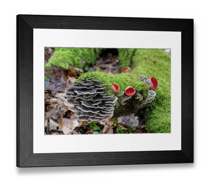 Framed Print : Turkey tail (Trametes versicolor) and Scarlet elf cup fungus (Sarcoscypha austriaca) growing on moss-covered fallen branch, Gosford Forest Park, County Armagh, Northern Ireland Framed Print : Turkey tail (Trametes versicolor) and Scarlet elf cup fungus (Sarcoscypha austriaca) growing on moss-covered fallen branch, Gosford Forest Park, County Armagh, Northern Ireland