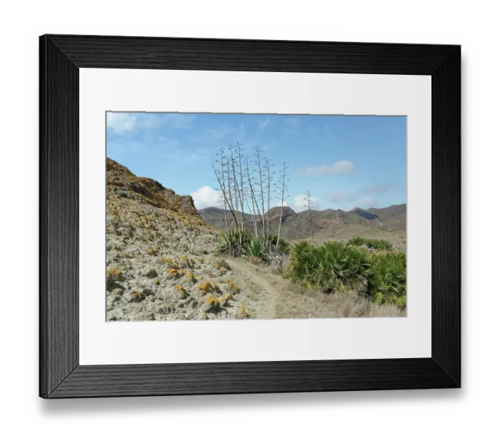 Framed Print : European fan palms (Chamaerops humilis) growing on coastal hillside, Cabo de Gata-Nijar Natural Park, Almeria, Spain. March Framed Print : European fan palms (Chamaerops humilis) growing on coastal hillside, Cabo de Gata-Nijar Natural Park, Almeria, Spain. March