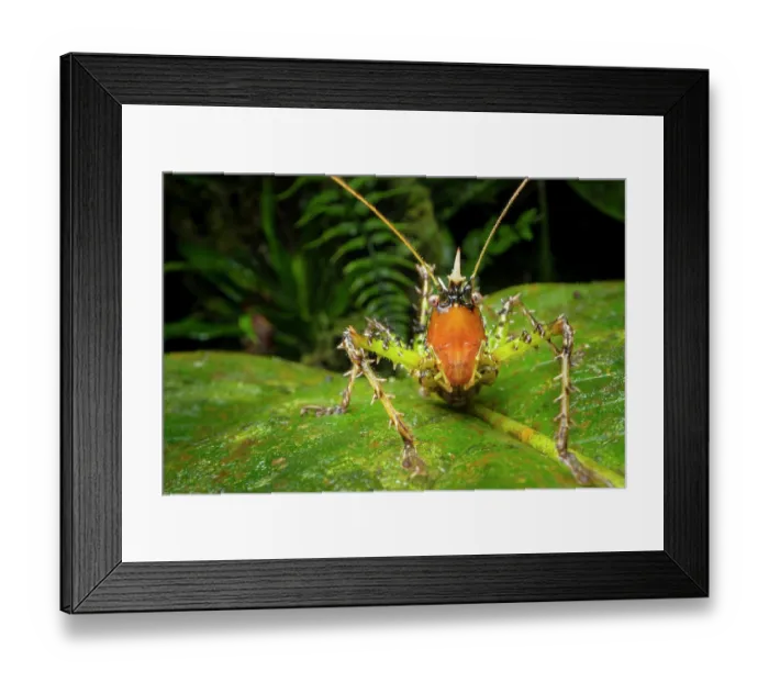 Framed Print : Conehead katydid (Panacanthus varius) nymph, resting on a leaf, Cloud forest, Mindo, Pacific slope, Ecuador Framed Print : Conehead katydid (Panacanthus varius) nymph, resting on a leaf, Cloud forest, Mindo, Pacific slope, Ecuador