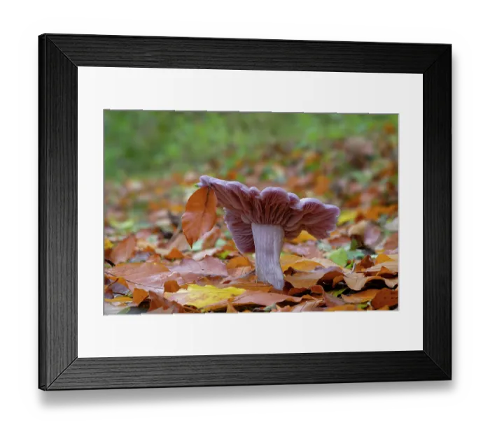 Framed Print : Wood blewit (Lepista nuda) growing in mixed woodland, Lough Neagh Discovery Centre, County Armagh, Northern Ireland, UK. November Framed Print : Wood blewit (Lepista nuda) growing in mixed woodland, Lough Neagh Discovery Centre, County Armagh, Northern Ireland, UK. November