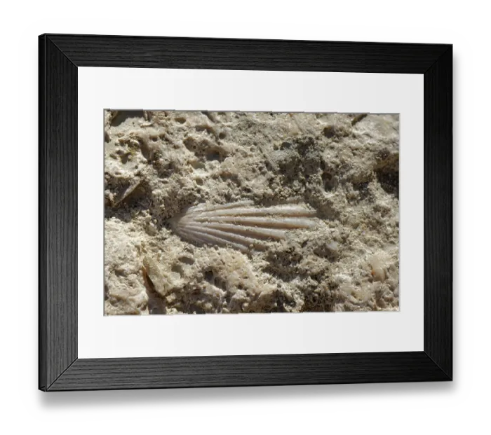 Framed Print : Fossilised scallop (Pectinidae) in Miocene limestone, Karst en Yesos de Sorbas Natural Area, Almeria, Spain. March, 2024 Framed Print : Fossilised scallop (Pectinidae) in Miocene limestone, Karst en Yesos de Sorbas Natural Area, Almeria, Spain. March, 2024