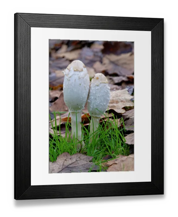 Framed Print : Shaggy ink cap (Coprinus comatus) growing among leaf litter, Lough Neagh Discovery Centre, Lurgan, County Armagh, Northern Ireland, UK. January Framed Print : Shaggy ink cap (Coprinus comatus) growing among leaf litter, Lough Neagh Discovery Centre, Lurgan, County Armagh, Northern Ireland, UK. January