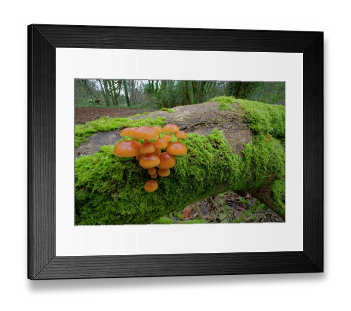 Framed Print : Velvet shank (Flammulina velutipes) growing on moss-covered fallen tree, Gosford Forest Park, County Armagh, Northern Ireland, UK. December Framed Print : Velvet shank (Flammulina velutipes) growing on moss-covered fallen tree, Gosford Forest Park, County Armagh, Northern Ireland, UK. December