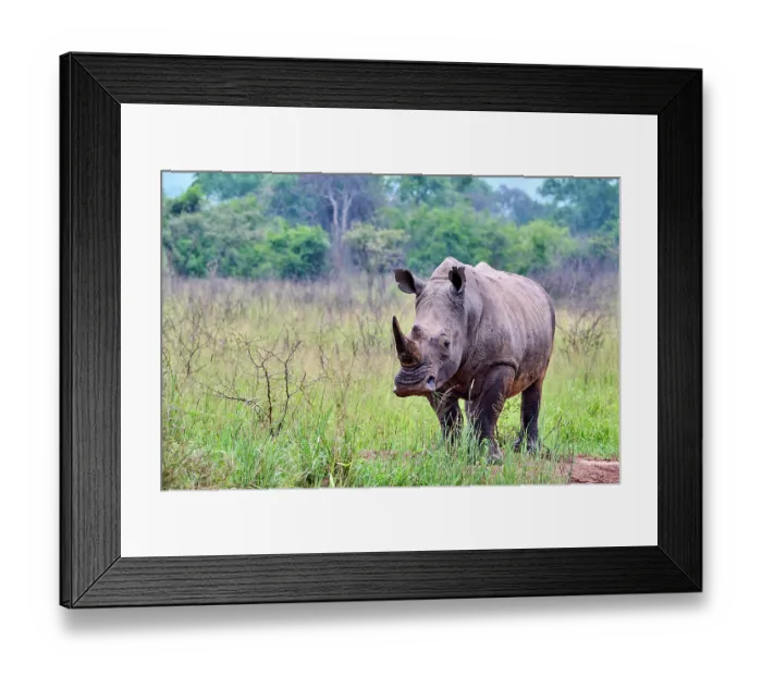 Framed Print : RF - White rhinoceros (Ceratotherium simum) male, portrait, Akagera National Park, Rwanda. (This image may be licensed either as rights managed or royalty free.) Framed Print : RF - White rhinoceros (Ceratotherium simum) male, portrait, Akagera National Park, Rwanda. (This image may be licensed either as rights managed or royalty free.)