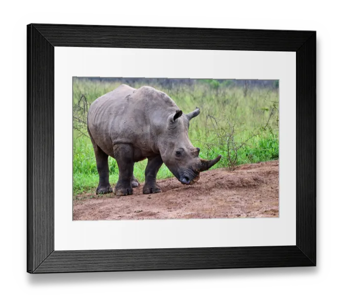 Framed Print : White rhinoceros (Ceratotherium simum) male, portrait, Akagera National Park, Rwanda Framed Print : White rhinoceros (Ceratotherium simum) male, portrait, Akagera National Park, Rwanda