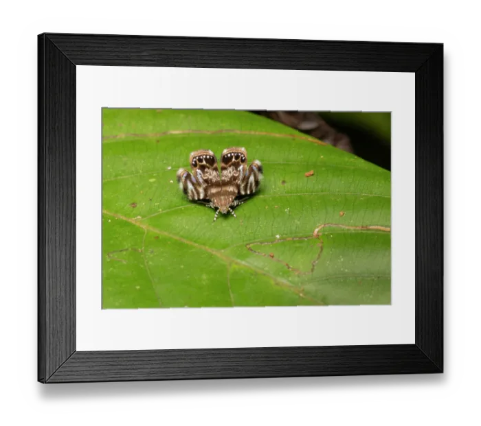 Framed Print : Metalmark moth (Brenthia sp.) resting on a leaf, mimicking a jumping spider as a defensive mechanism, Sabah, Borneo Framed Print : Metalmark moth (Brenthia sp.) resting on a leaf, mimicking a jumping spider as a defensive mechanism, Sabah, Borneo