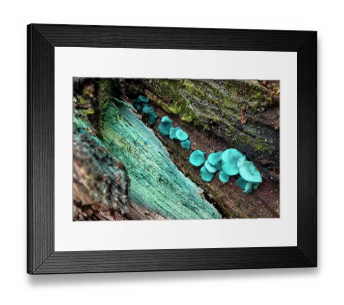 Framed Print : Green elfcup fungus (Chlorociboria aeruginascens) fruiting bodies on decaying wood Framed Print : Green elfcup fungus (Chlorociboria aeruginascens) fruiting bodies on decaying wood